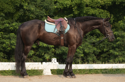 HorseID: 2249907 PocosImpressiveQueen - PhotoID: 1081214