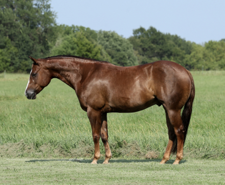 HorseID: 2249911 Joe The Whoa - PhotoID: 1089897