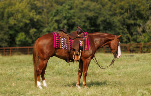 HorseID: 2253891 Bugsy - PhotoID: 1036051