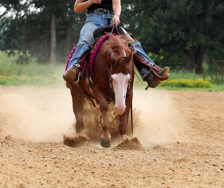 HorseID: 2253891 Bugsy - PhotoID: 1036052