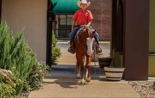 HorseID: 2253891 Bugsy - PhotoID: 1036053