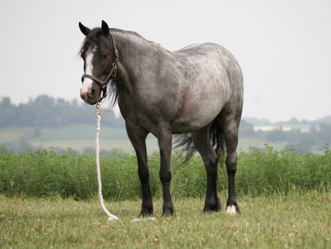 HorseID: 2253893 LIL TRICK - PhotoID: 1045915