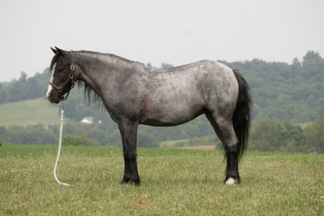HorseID: 2253893 LIL TRICK - PhotoID: 1045916