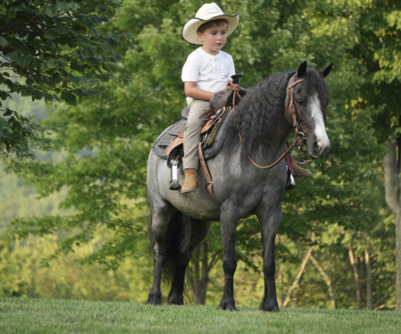 HorseID: 2253893 LIL TRICK - PhotoID: 1045917