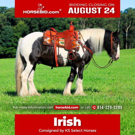 HorseID: 2253894 Irish - PhotoID: 1042229