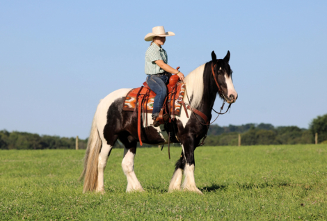 HorseID: 2253894 Irish - PhotoID: 1042230
