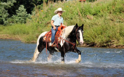 HorseID: 2253894 Irish - PhotoID: 1042232