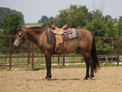 HorseID: 2253895 Bandit - PhotoID: 1045912
