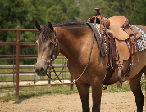 HorseID: 2253895 Bandit - PhotoID: 1045913