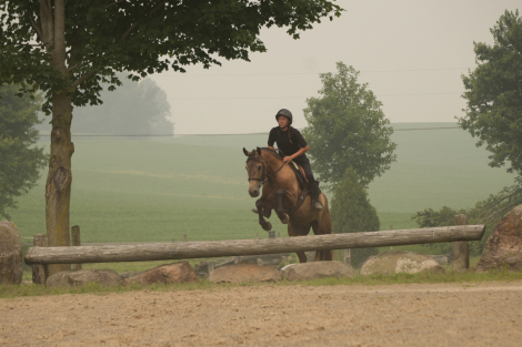 HorseID: 2253895 Bandit - PhotoID: 1045914