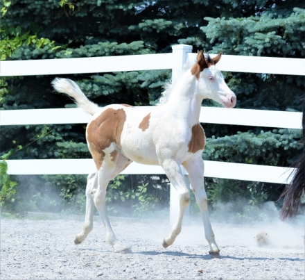 HorseID: 2254958 Lazy Adorable Asset - PhotoID: 1020367