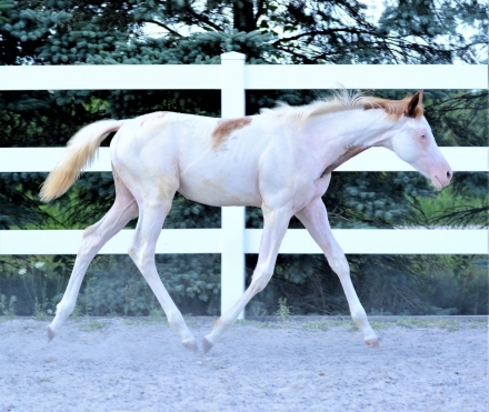 HorseID: 2257252 Fancy N White -homozygous splash - PhotoID: 1023210