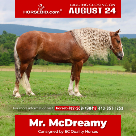 HorseID: 2260686 Mr. McDreamy - PhotoID: 1045900