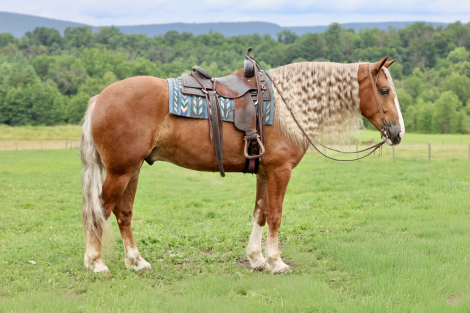 HorseID: 2260686 Mr. McDreamy - PhotoID: 1087043