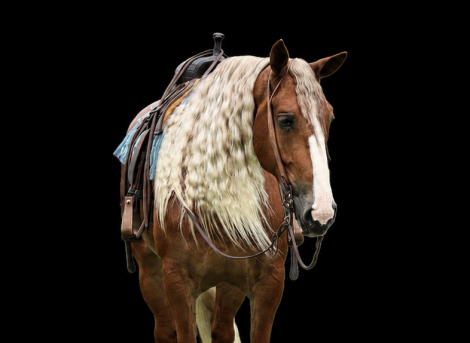 HorseID: 2260686 Mr. McDreamy - PhotoID: 1087044