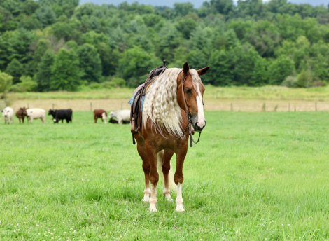 HorseID: 2260686 Mr. McDreamy - PhotoID: 1087045