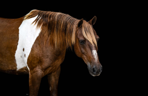 HorseID: 2260687 BB DOUBLE SOX - PhotoID: 1045918