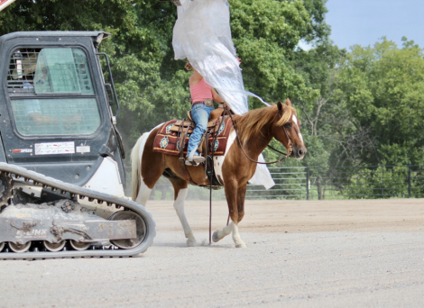 HorseID: 2260687 BB DOUBLE SOX - PhotoID: 1045919