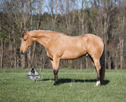 HorseID: 2260688 First Charlie - PhotoID: 1042242