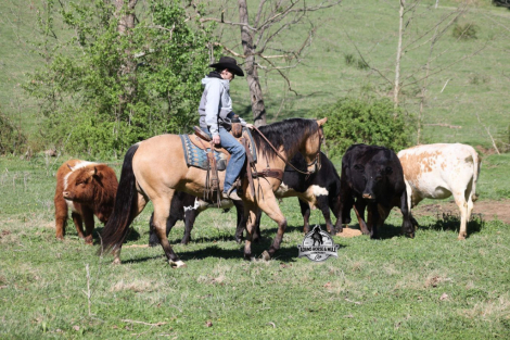 HorseID: 2260688 First Charlie - PhotoID: 1042243