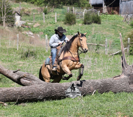 HorseID: 2260688 First Charlie - PhotoID: 1042244