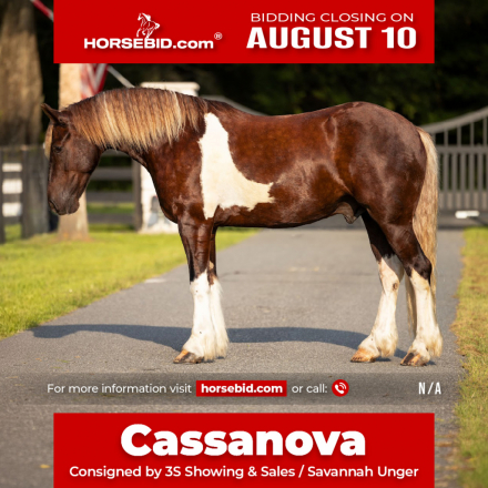 HorseID: 2260689 Cassanova - PhotoID: 1028024