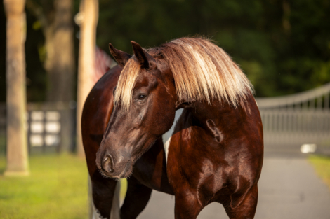 HorseID: 2260689 Cassanova - PhotoID: 1028025