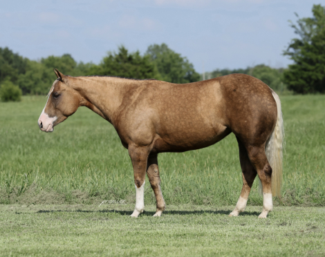 HorseID: 2261706 Little Miss Inferno - PhotoID: 1029646