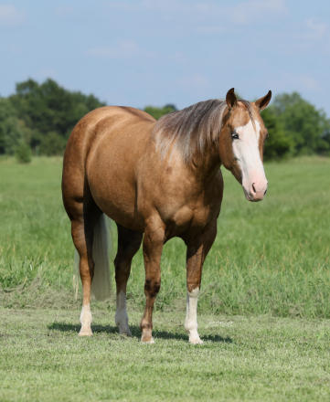 HorseID: 2261706 Little Miss Inferno - PhotoID: 1029647