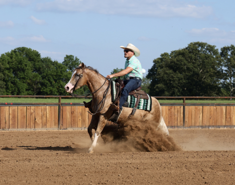 HorseID: 2261706 Little Miss Inferno - PhotoID: 1029648