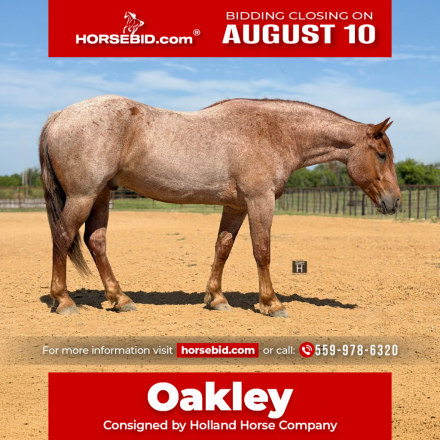 HorseID: 2261708 Oakley - PhotoID: 1029641