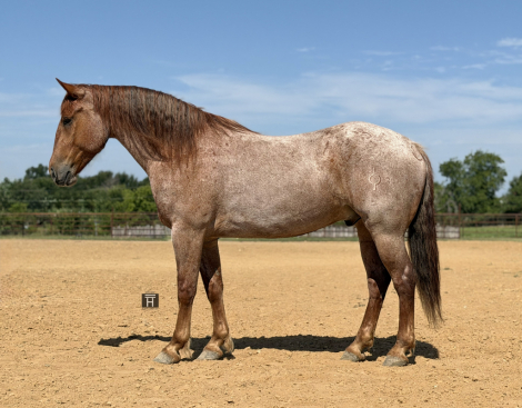 HorseID: 2261708 Oakley - PhotoID: 1029642
