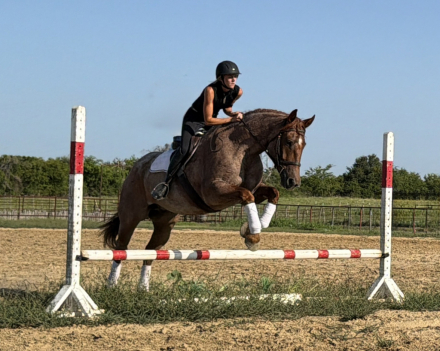 HorseID: 2261708 Oakley - PhotoID: 1062972