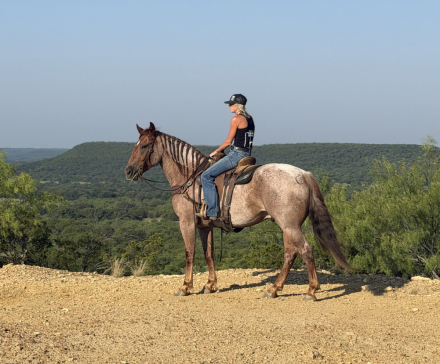 HorseID: 2261708 Oakley - PhotoID: 1062973