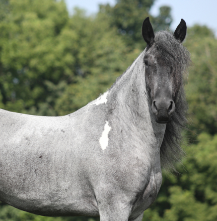 HorseID: 2262623 Blue Duck - PhotoID: 1036987