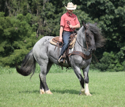 HorseID: 2262623 Blue Duck - PhotoID: 1036988