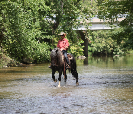 HorseID: 2262623 Blue Duck - PhotoID: 1054923