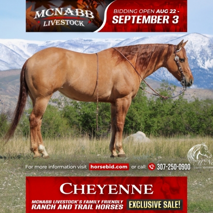 HorseID: 2262624 Crossv Cats Domino - PhotoID: 1031019