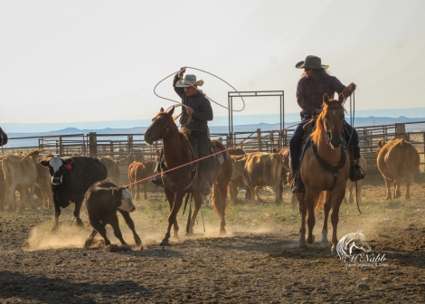 HorseID: 2262624 Crossv Cats Domino - PhotoID: 1062982