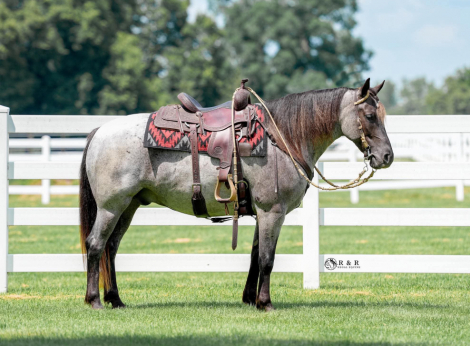 HorseID: 2265020 Big Skye - PhotoID: 1042262