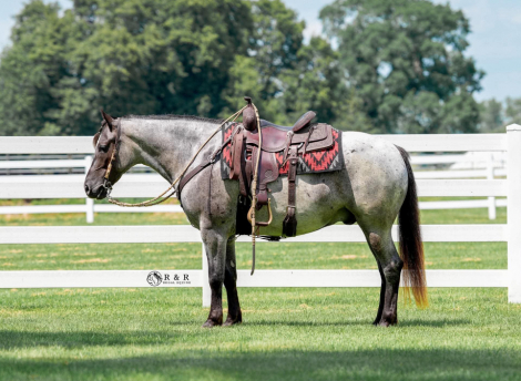 HorseID: 2265020 Big Skye - PhotoID: 1042263