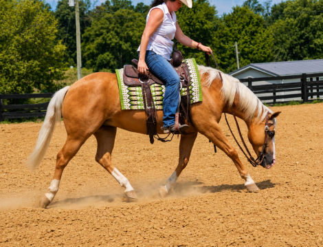 HorseID: 2265021 Apache Smoking Gun - PhotoID: 1034263