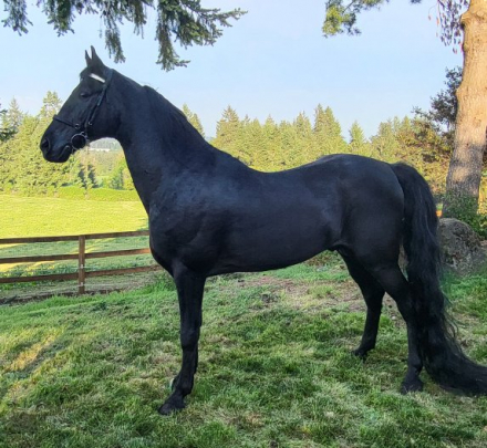 HorseID: 2268318 Juan Hot Jose' - PhotoID: 1038664