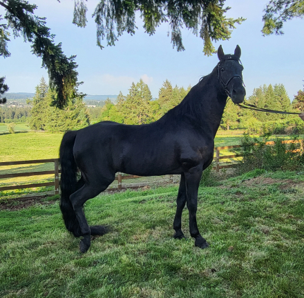 HorseID: 2268318 Juan Hot Jose' - PhotoID: 1038665