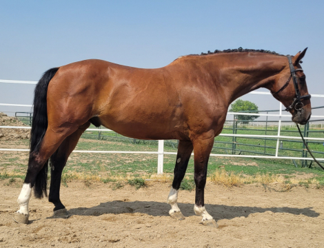 HorseID: 2269388 Whisper T - PhotoID: 1082359