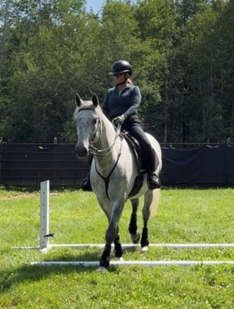 HorseID: 2271209 Conversano Trompeta XIV - PhotoID: 1075826