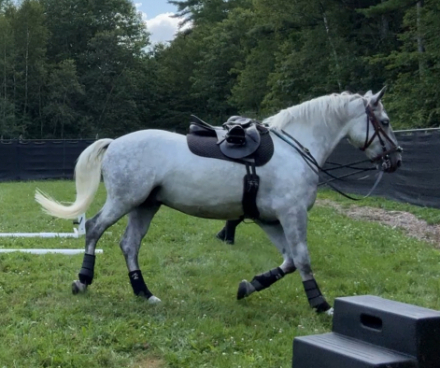 HorseID: 2271209 Conversano Trompeta XIV - PhotoID: 1076824