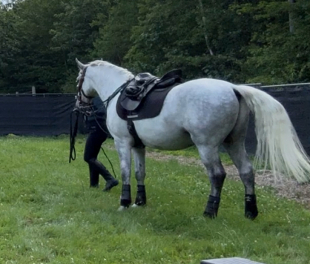 HorseID: 2271209 Conversano Trompeta XIV - PhotoID: 1076826