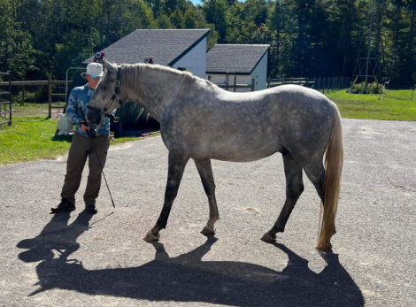 HorseID: 2271209 Conversano Trompeta XIV - PhotoID: 1081792