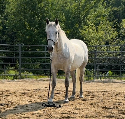 HorseID: 2271209 Conversano Trompeta XIV - PhotoID: 1081793
